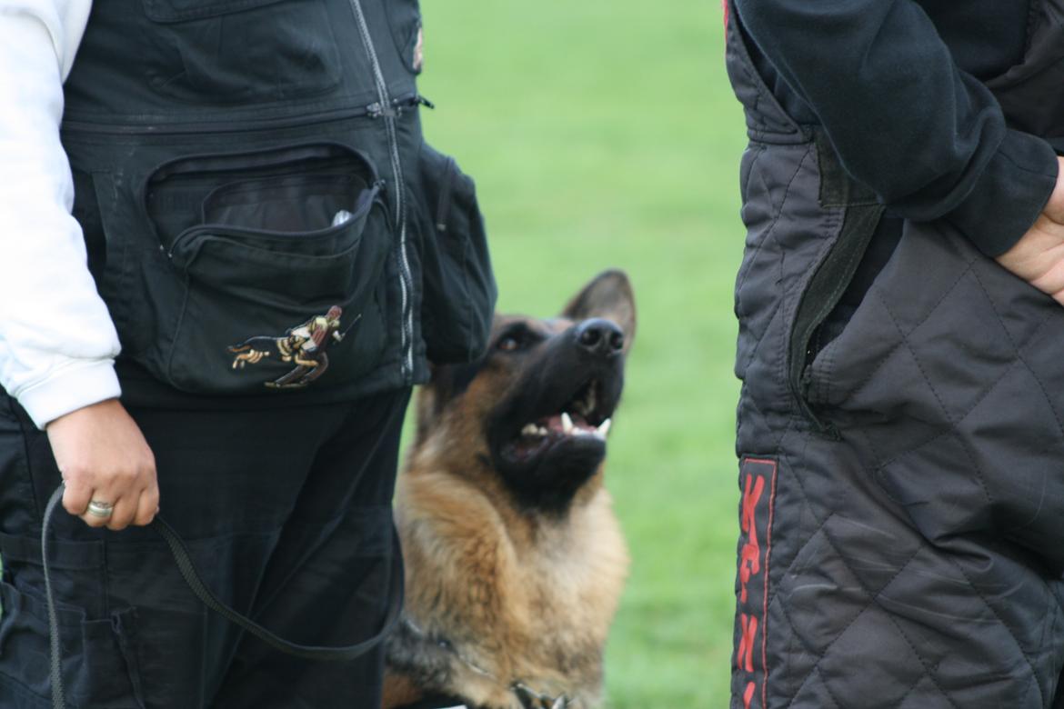 Schæferhund Kennel Djalsam's Gabbie billede 12