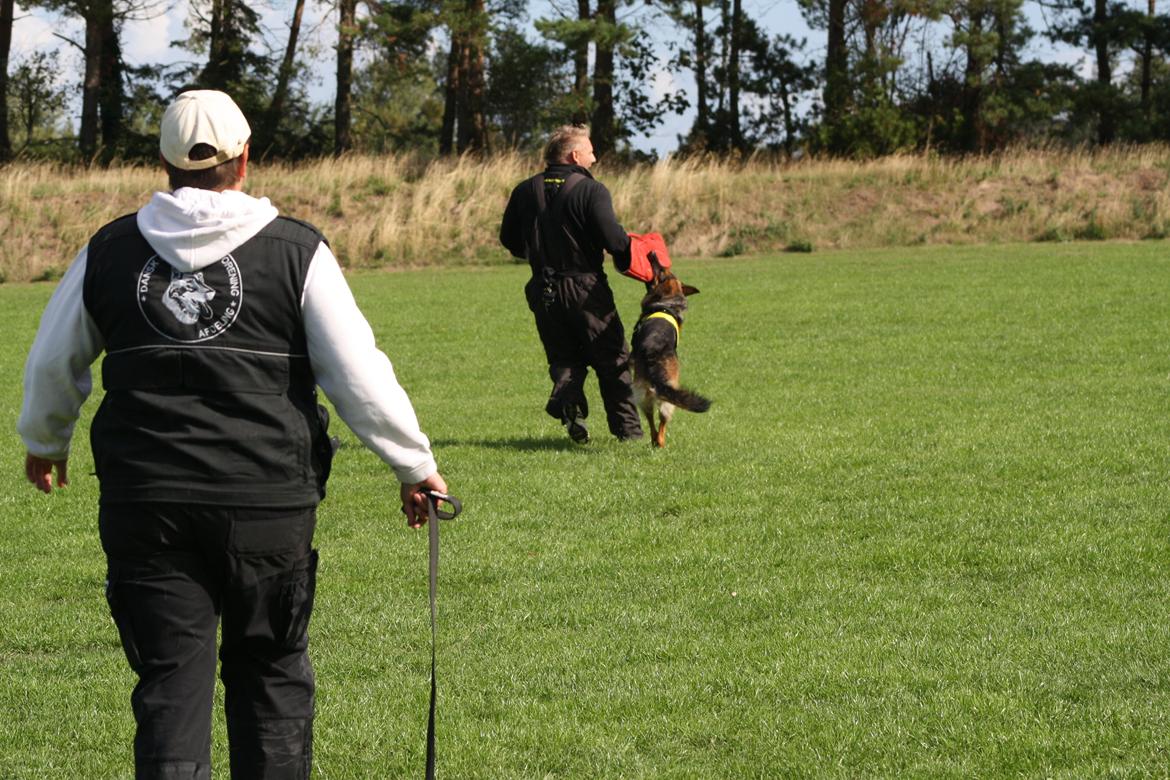 Schæferhund Kennel Djalsam's Gabbie billede 21