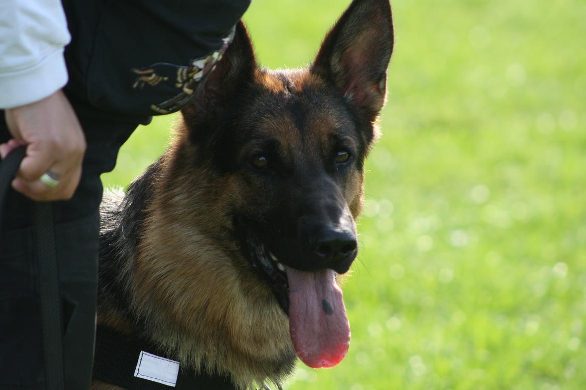 Schæferhund Kennel Djalsam's Gabbie billede 13