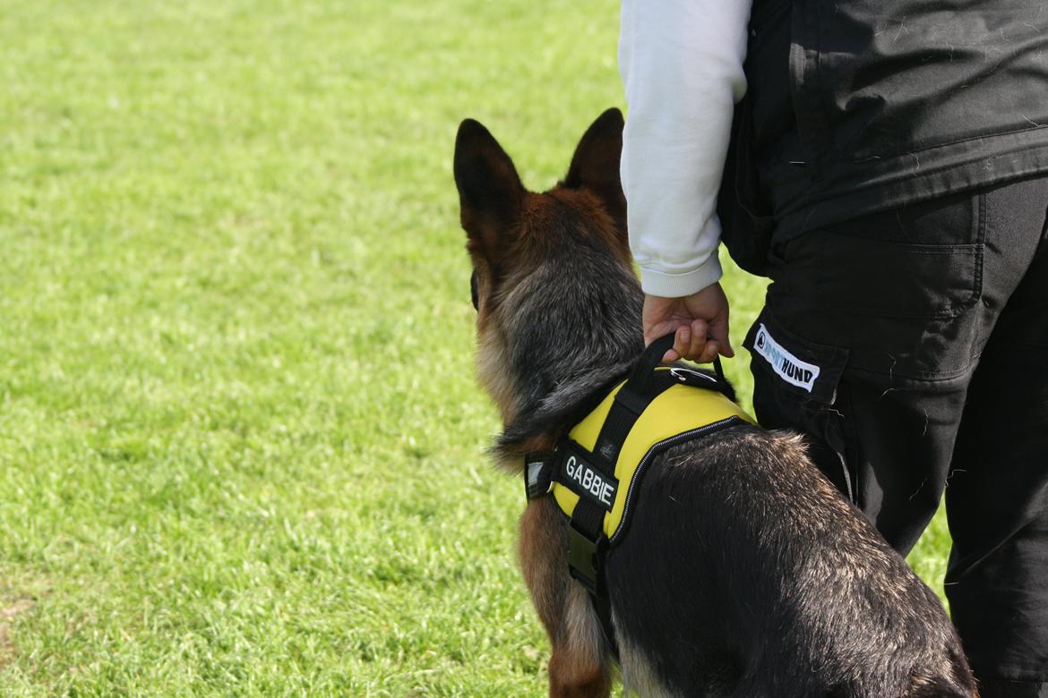 Schæferhund Kennel Djalsam's Gabbie billede 18