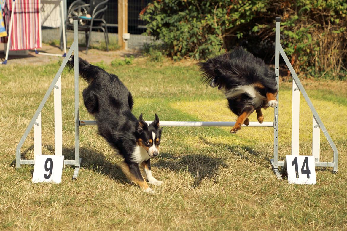 Miniature American Shepherd Hobie billede 9