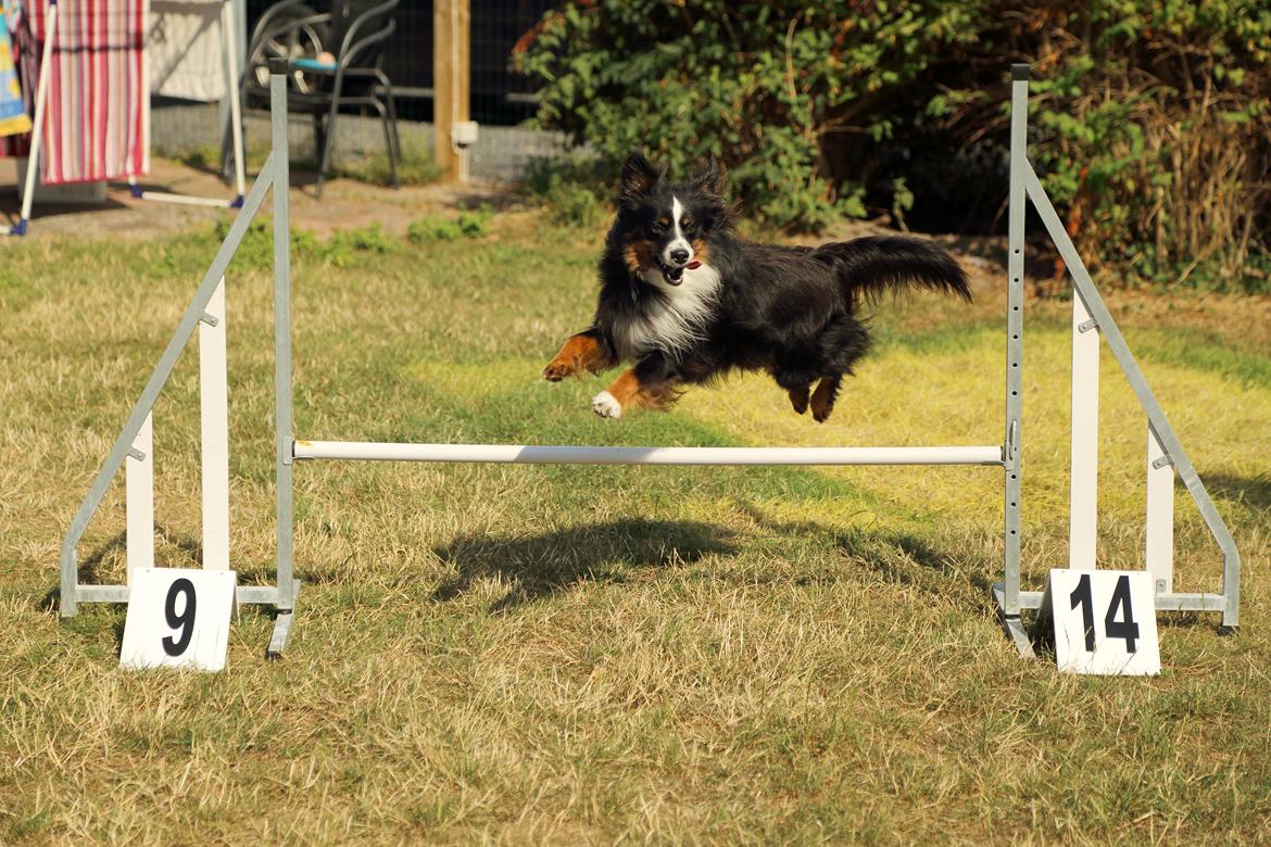 Miniature American Shepherd Hobie billede 11