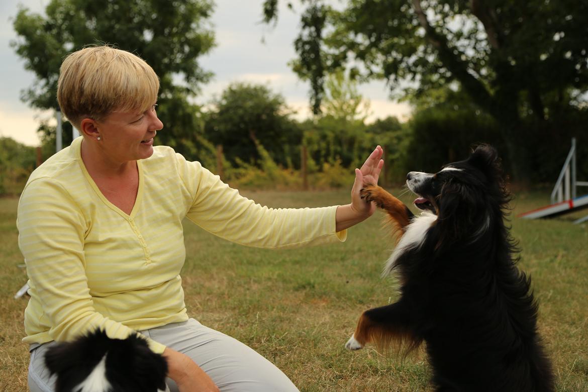 Miniature American Shepherd Hobie billede 12