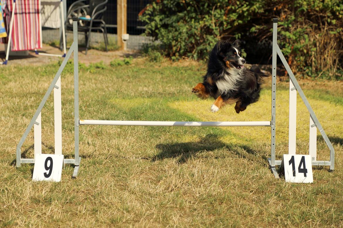 Miniature American Shepherd Hobie billede 10