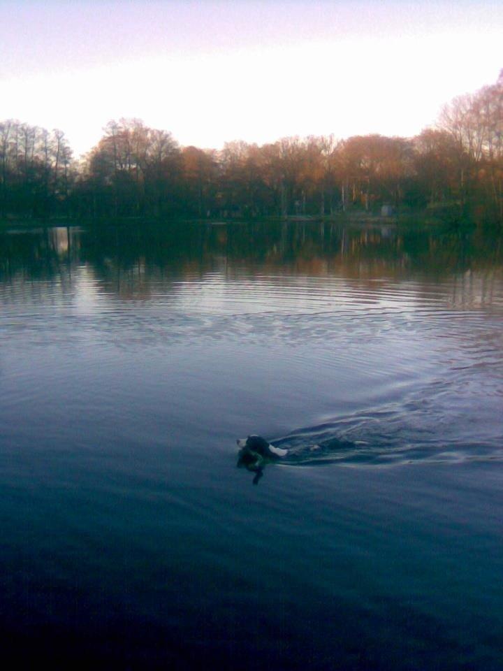 Engelsk springer spaniel Mille billede 2