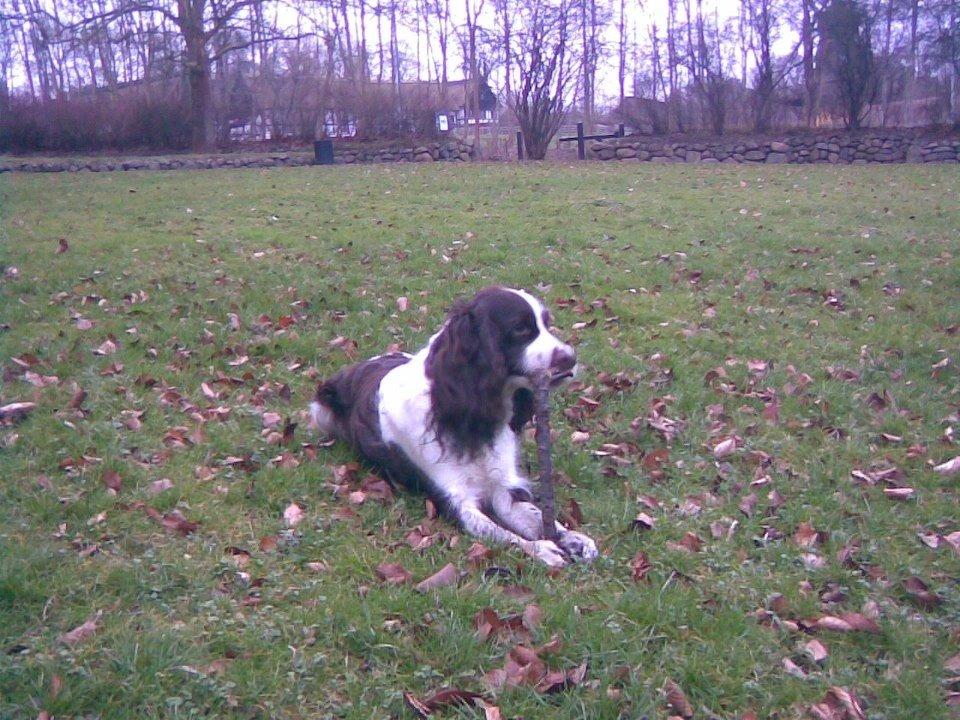 Engelsk springer spaniel Mille billede 4