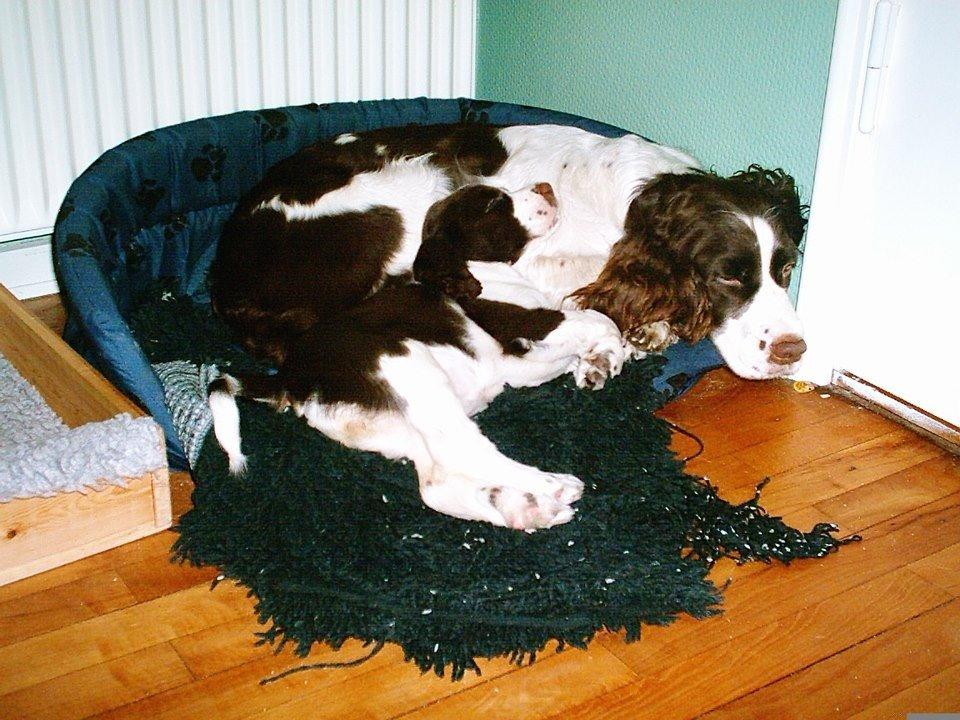 Engelsk springer spaniel Mille billede 5