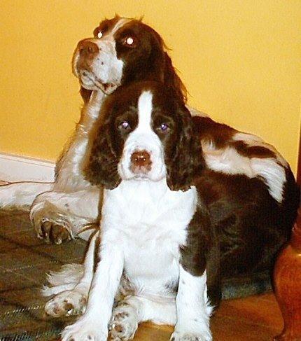 Engelsk springer spaniel Mille billede 6