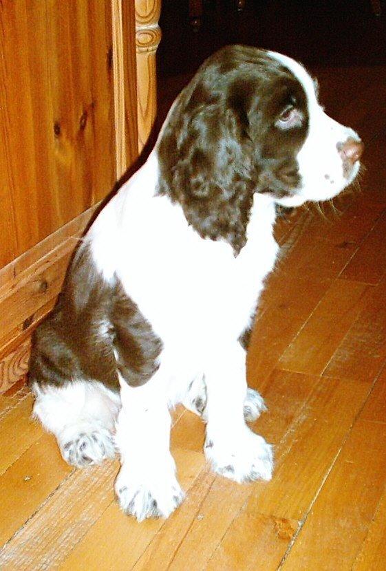 Engelsk springer spaniel Mille billede 7