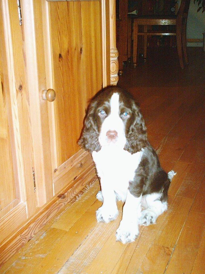 Engelsk springer spaniel Mille billede 8