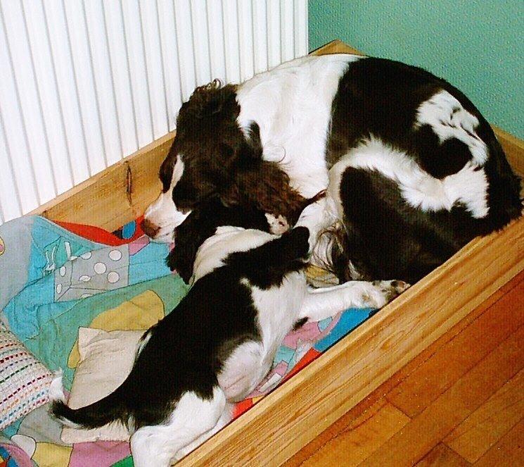 Engelsk springer spaniel Mille billede 9
