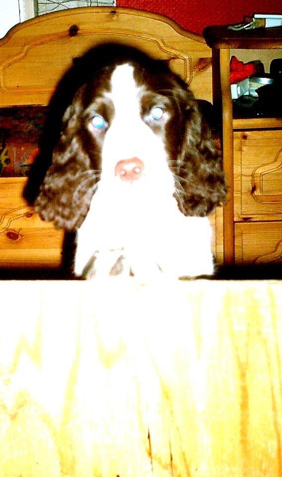 Engelsk springer spaniel Mille billede 10