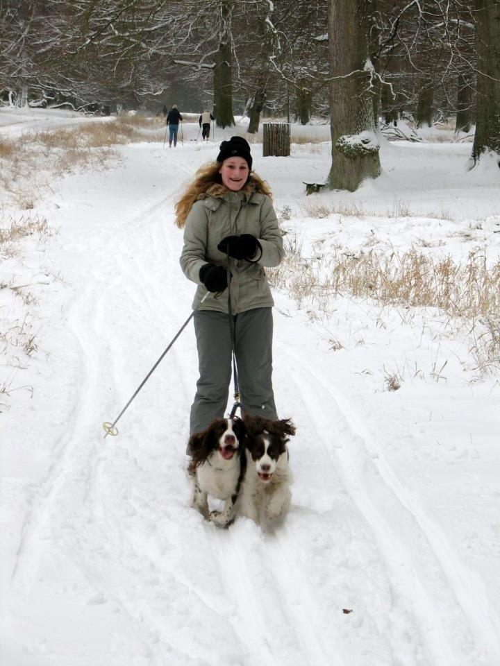 Engelsk springer spaniel Mille billede 11