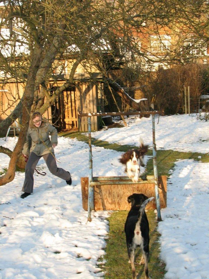 Engelsk springer spaniel Mille billede 12