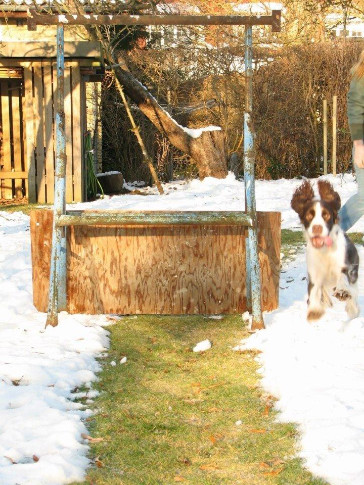 Engelsk springer spaniel Mille billede 13