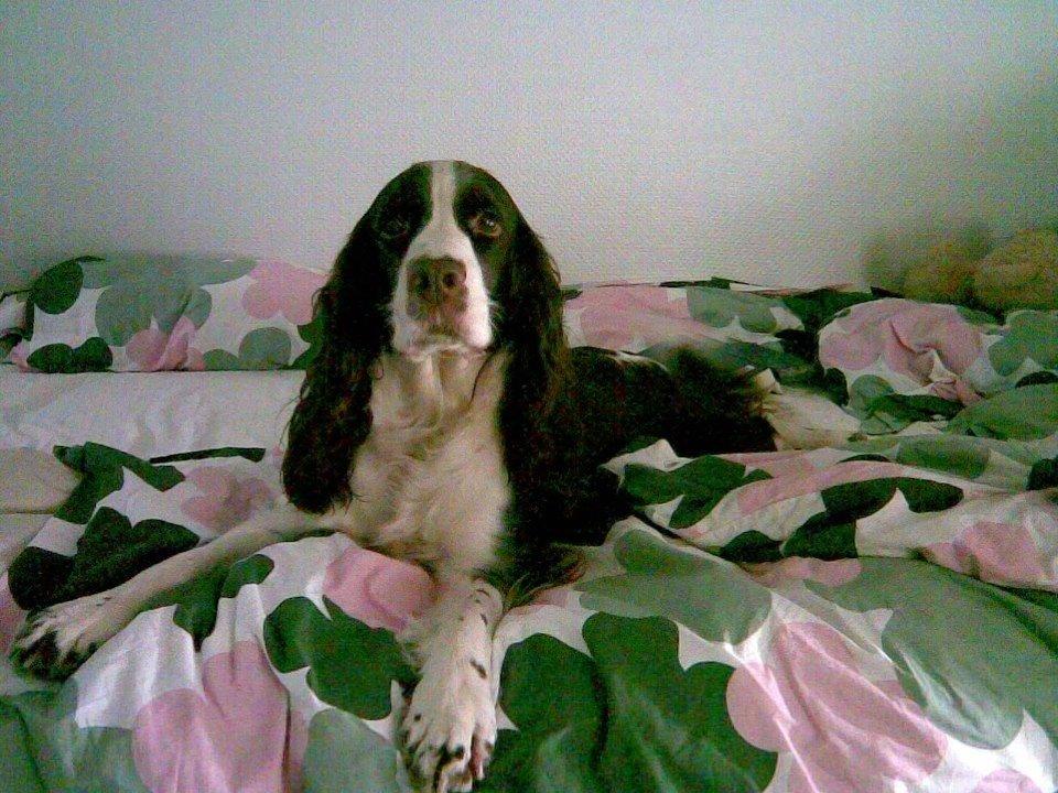 Engelsk springer spaniel Mille billede 3