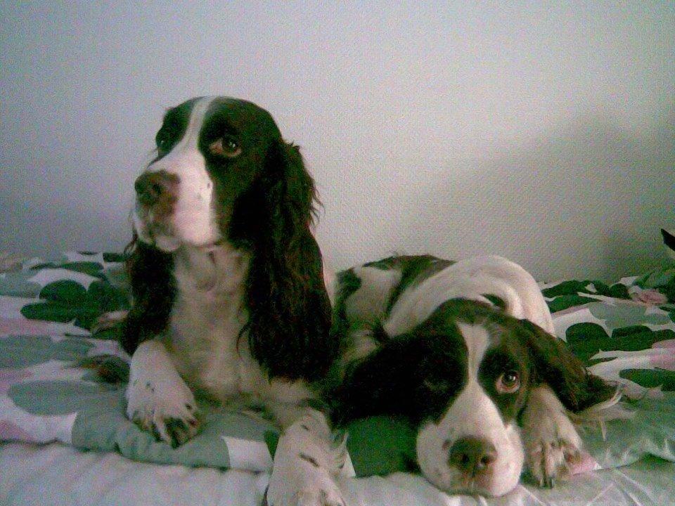 Engelsk springer spaniel Mille billede 15