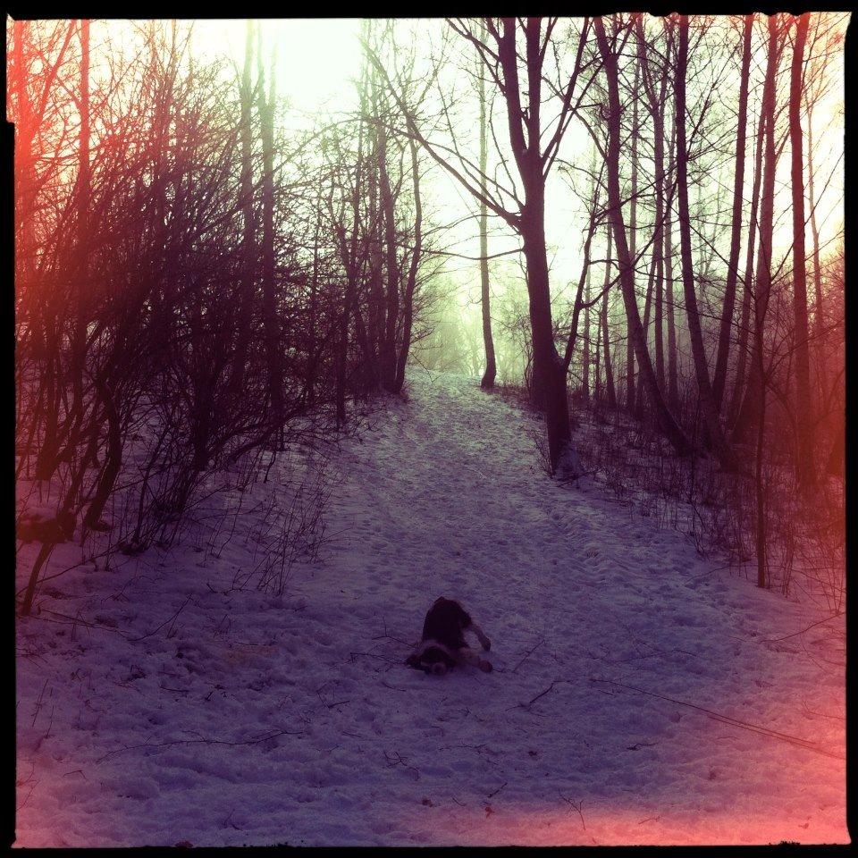 Engelsk springer spaniel Mille billede 16