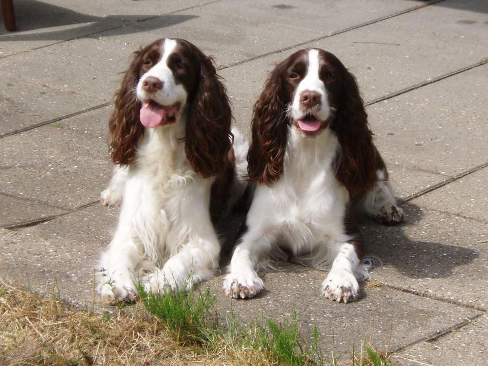 Engelsk springer spaniel Mille billede 17