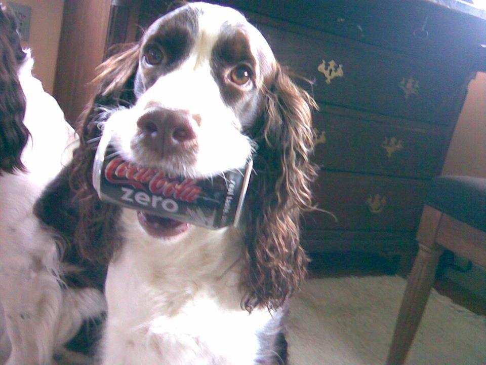 Engelsk springer spaniel Mille billede 18