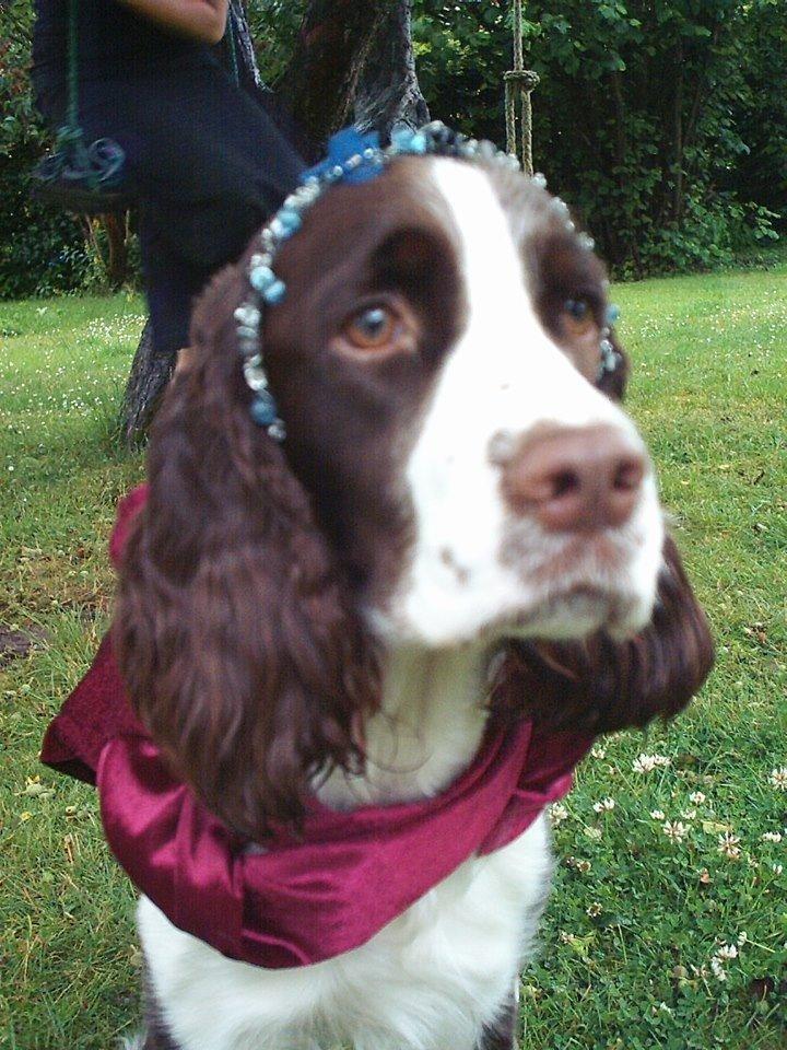 Engelsk springer spaniel Mille billede 19