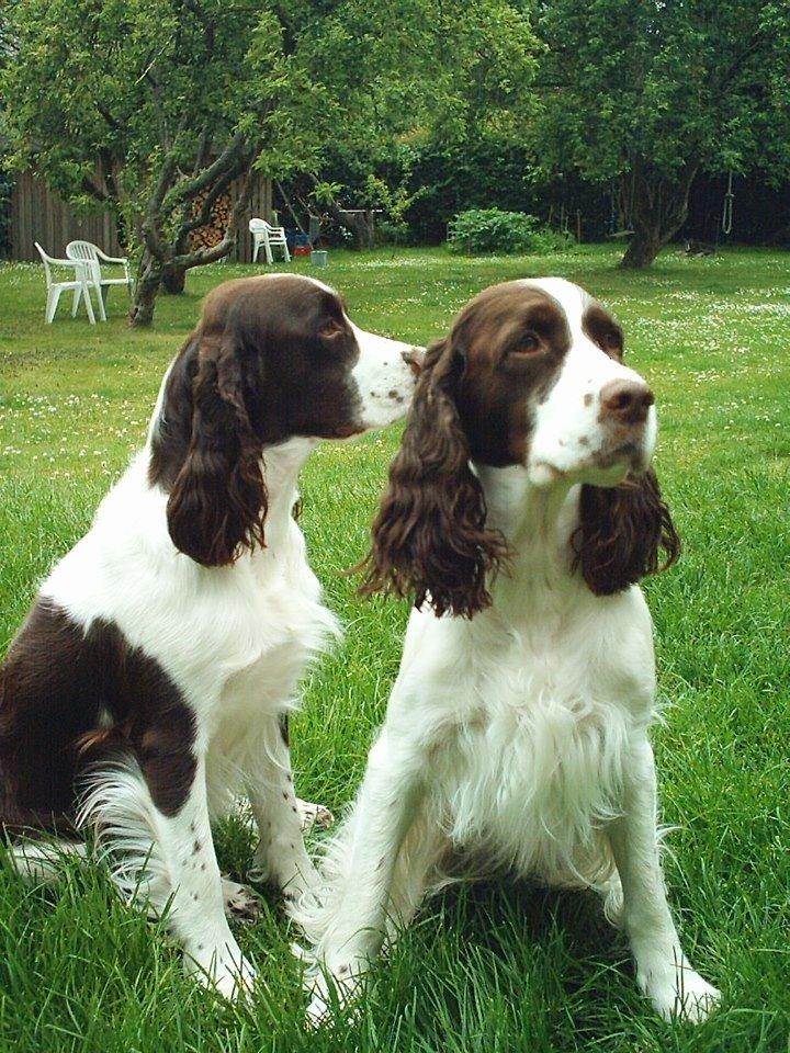 Engelsk springer spaniel Mille billede 20