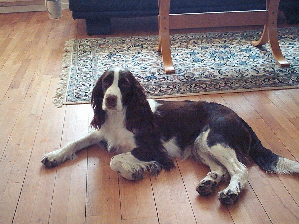 Engelsk springer spaniel Mille billede 21