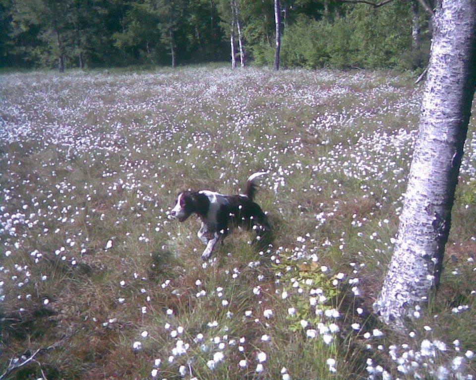 Engelsk springer spaniel Mille billede 22