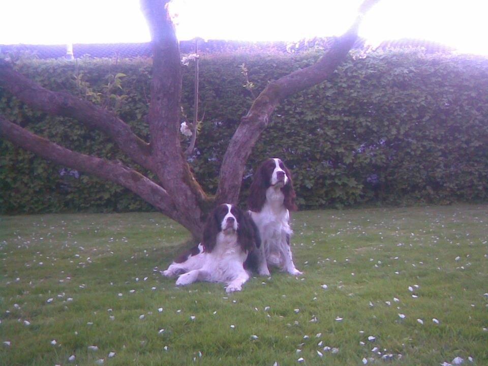 Engelsk springer spaniel Mille billede 23