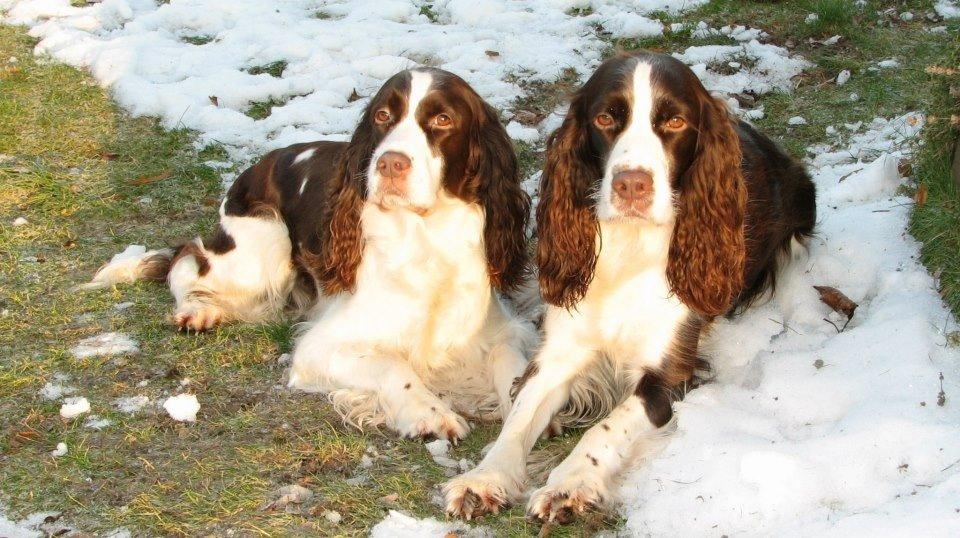 Engelsk springer spaniel Mille billede 14