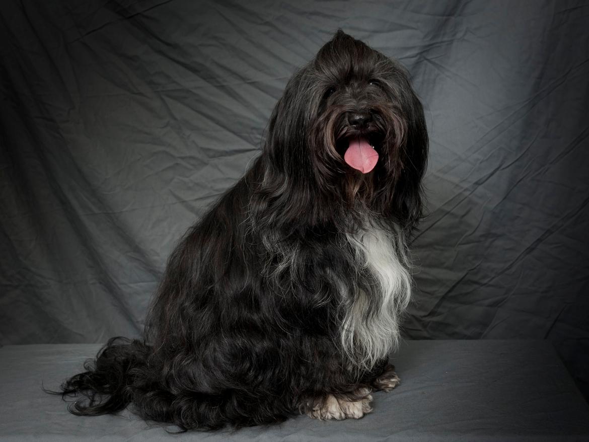 Tibetansk terrier Thaye billede 1