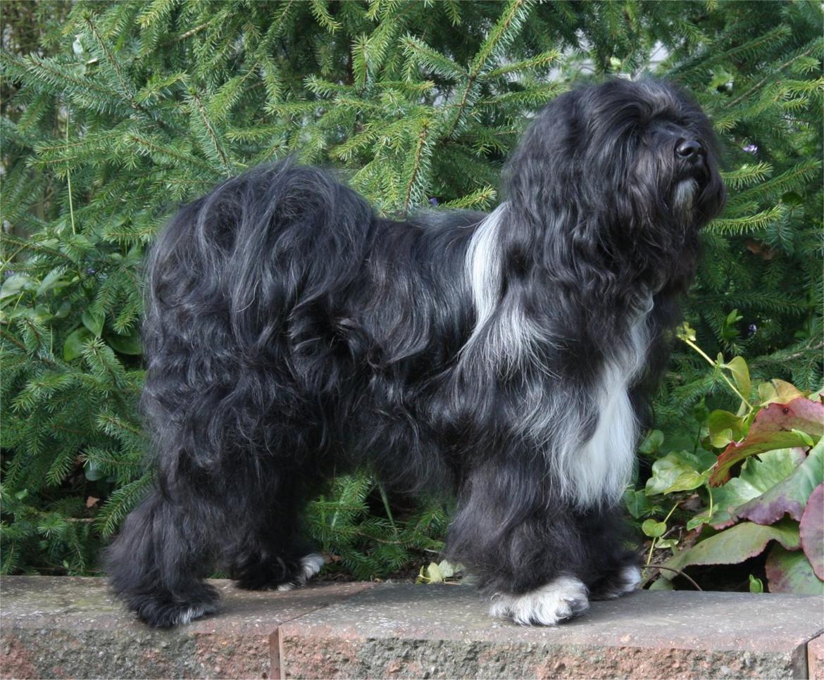 Tibetansk terrier Thaye billede 3