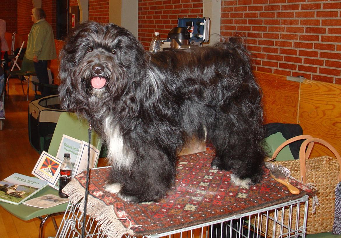 Tibetansk terrier Thaye billede 4