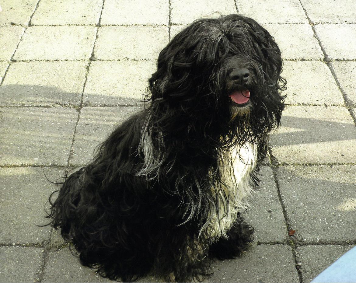 Tibetansk terrier Thaye billede 5