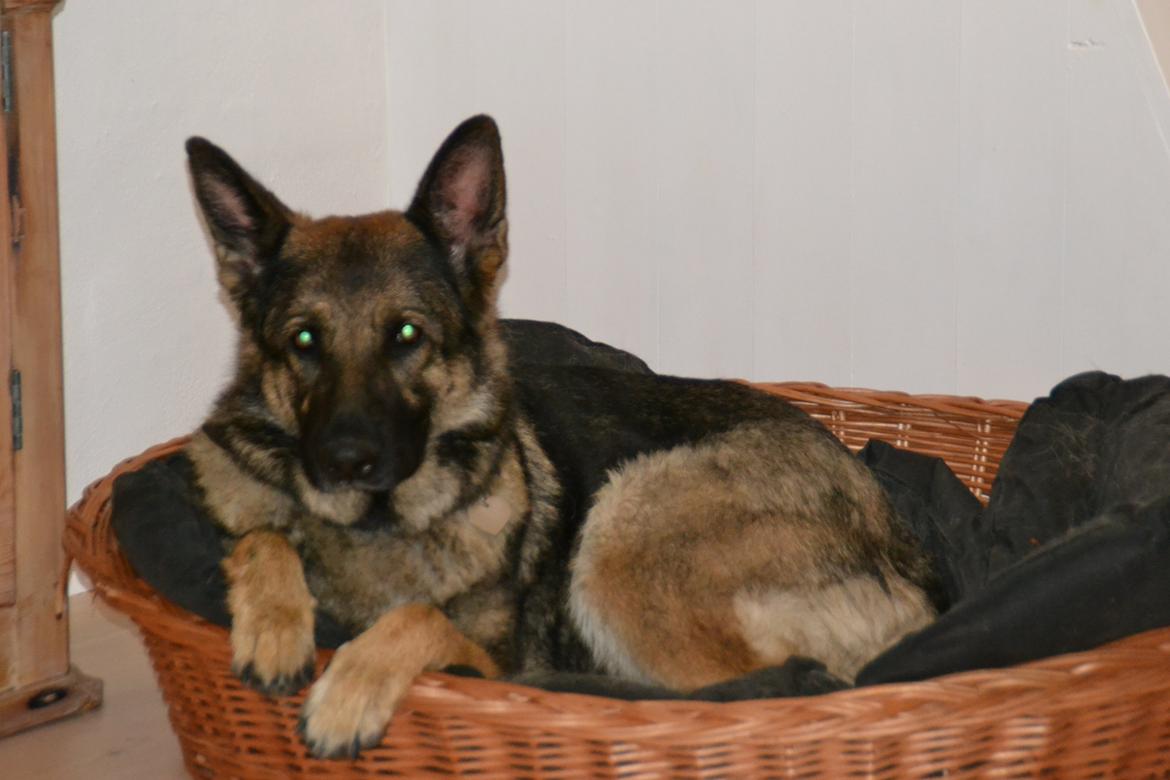 Schæferhund Tesvanes Hillary - Aisha billede 8