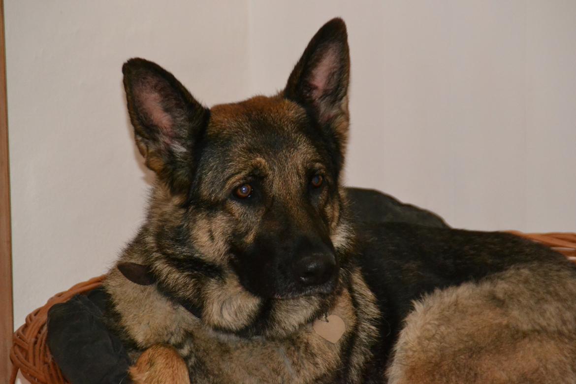 Schæferhund Tesvanes Hillary - Aisha - Tesvanes Hillary - første dag i nyt hjem billede 7