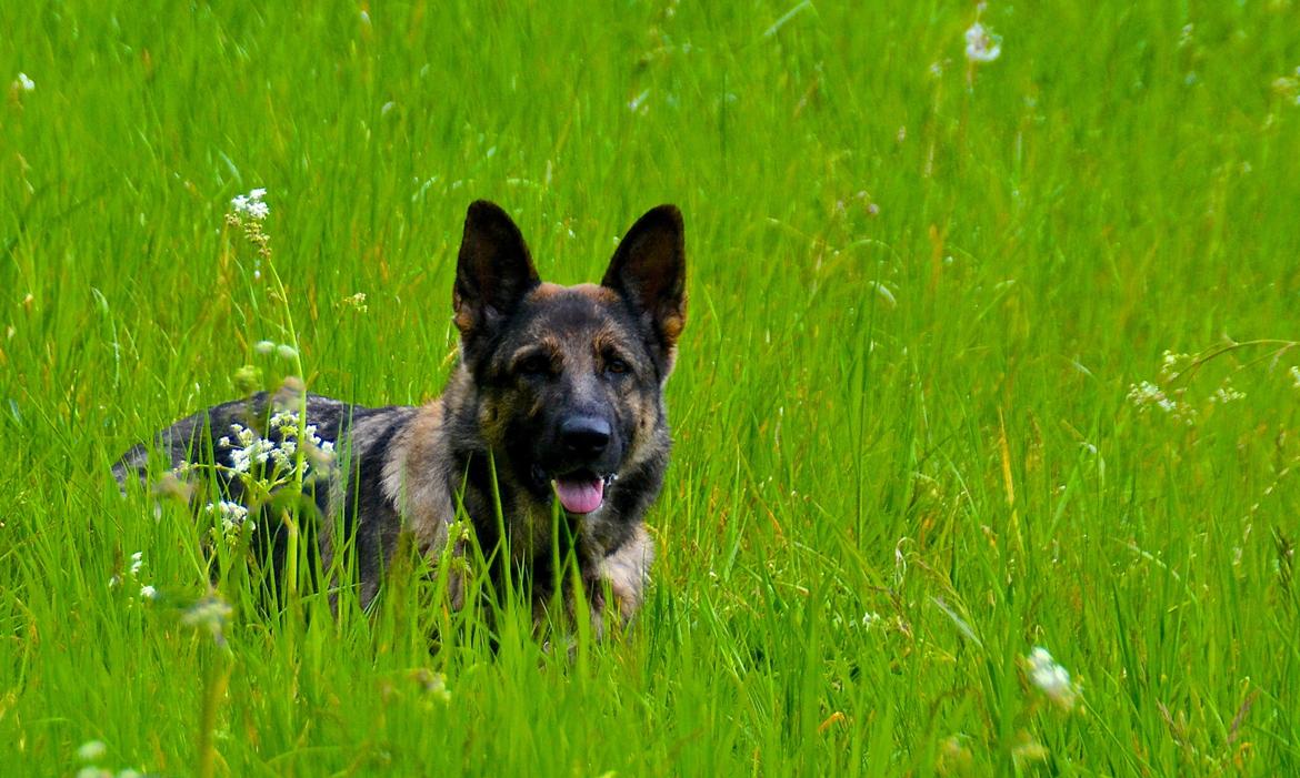 Schæferhund Tesvanes Hillary - Aisha billede 6