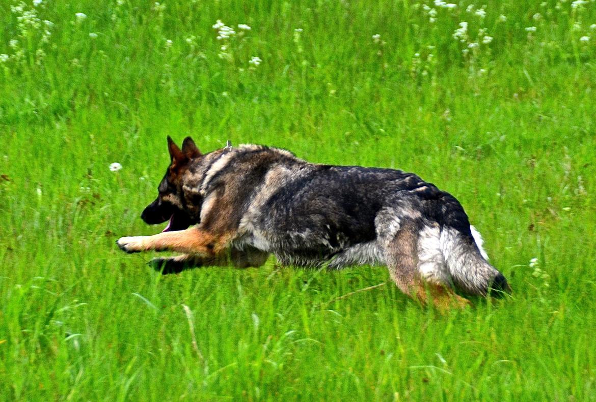 Schæferhund Tesvanes Hillary - Aisha - I fuldt firspring efter en pind - min yndlingsbeskæftigelse billede 2