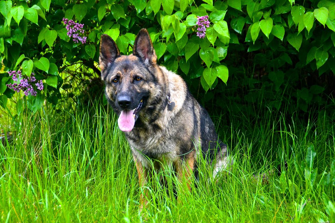 Schæferhund Tesvanes Hillary - Aisha billede 3