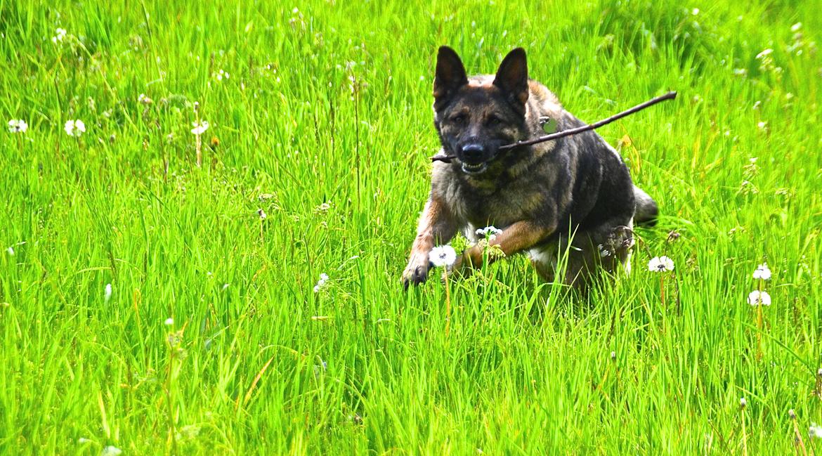Schæferhund Tesvanes Hillary - Aisha billede 4