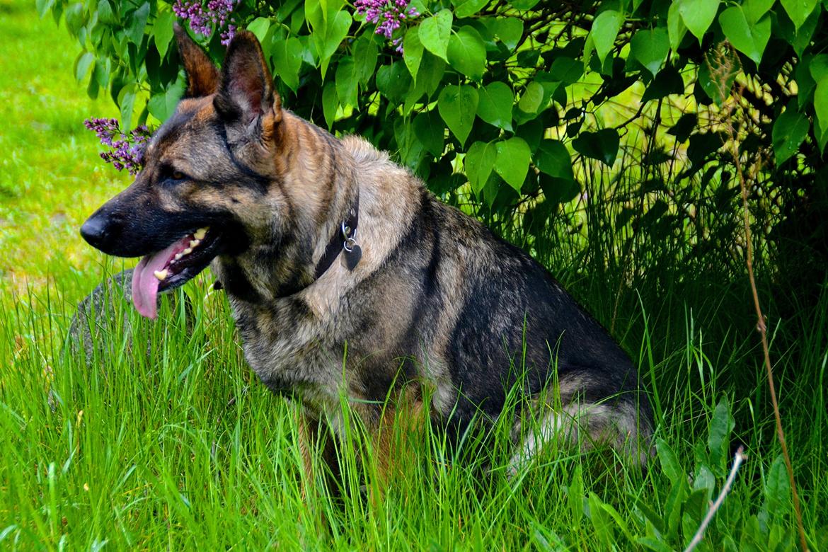 Schæferhund Tesvanes Hillary - Aisha billede 5