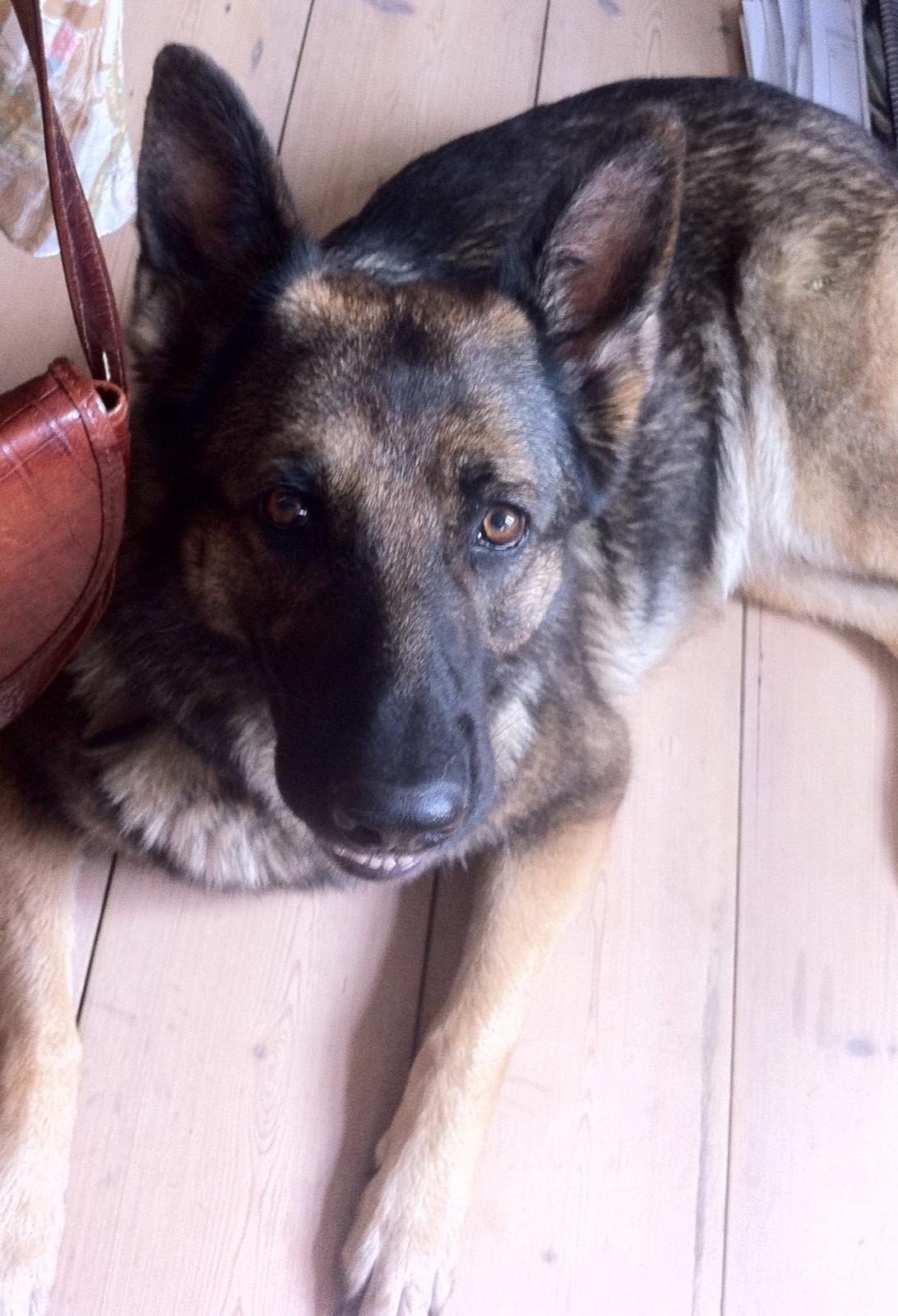 Schæferhund Tesvanes Hillary - Aisha - Slapper af og kigger på mor imens hun arbejder billede 9