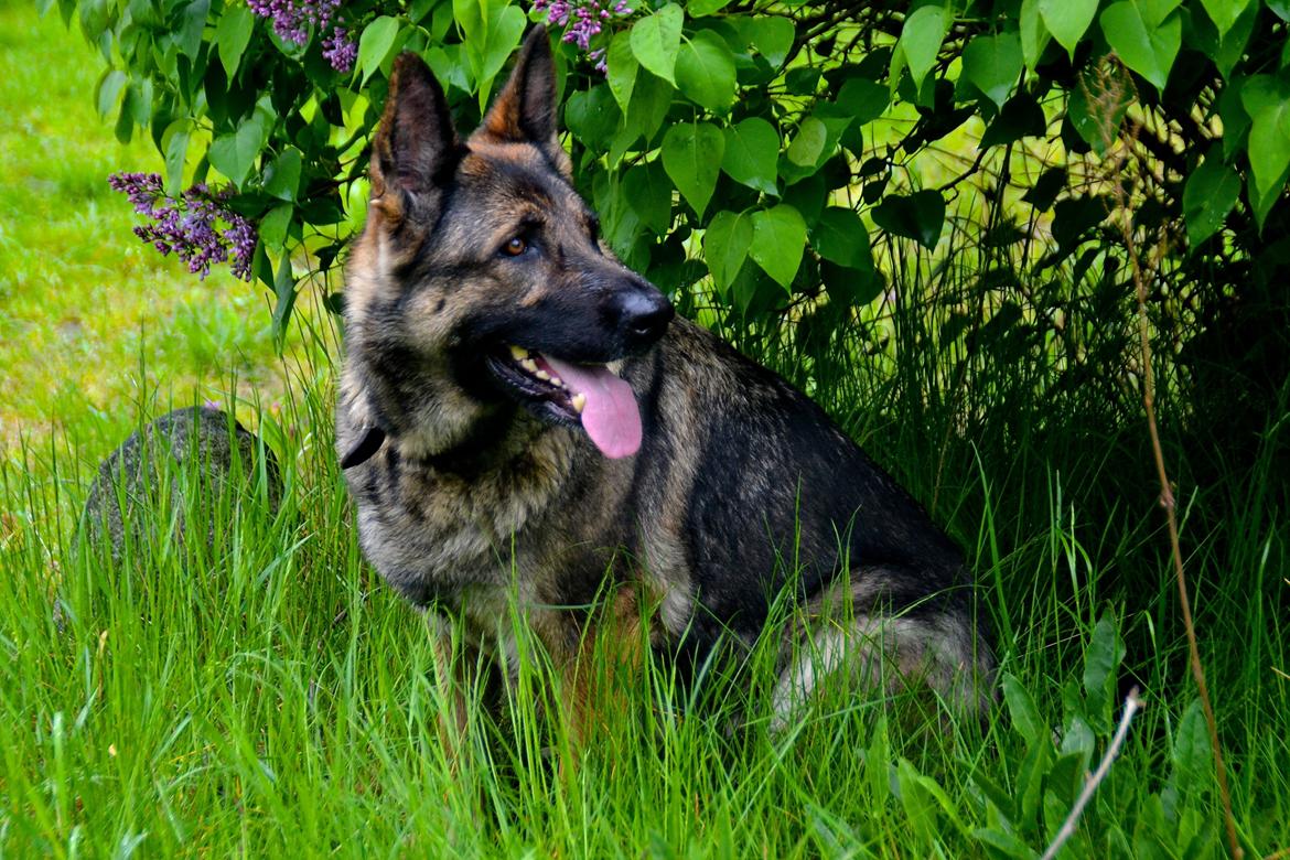 Schæferhund Tesvanes Hillary - Aisha - Under syrenerne... i en kort pause billede 1