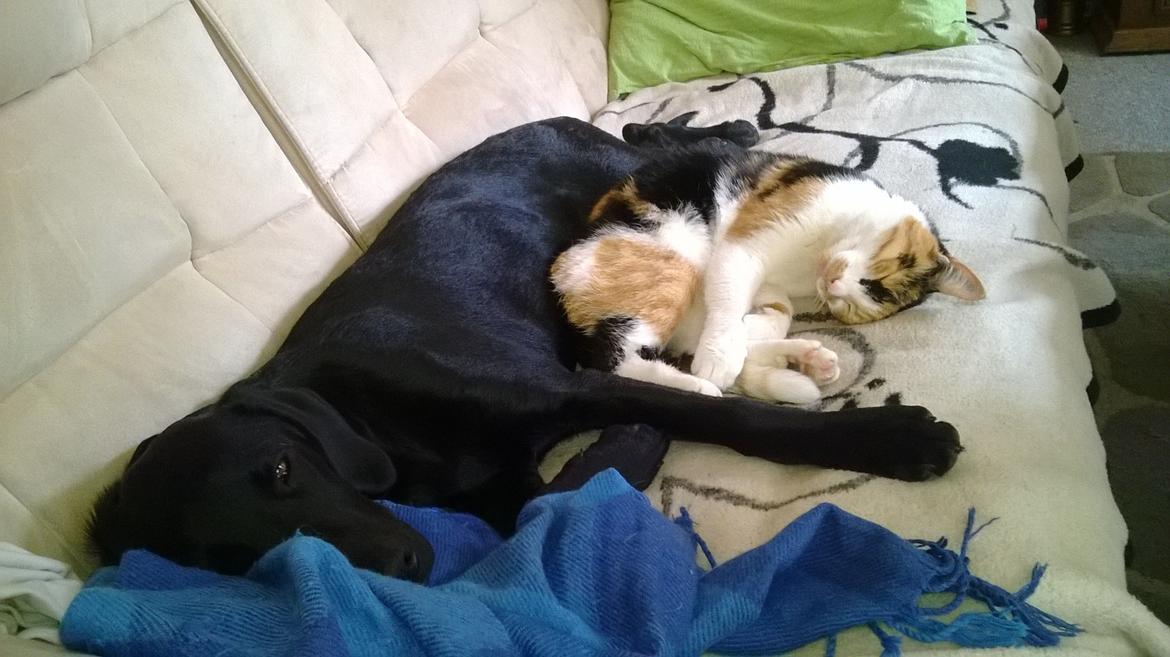 Labrador retriever Sif - Sif og selma <3  billede 38