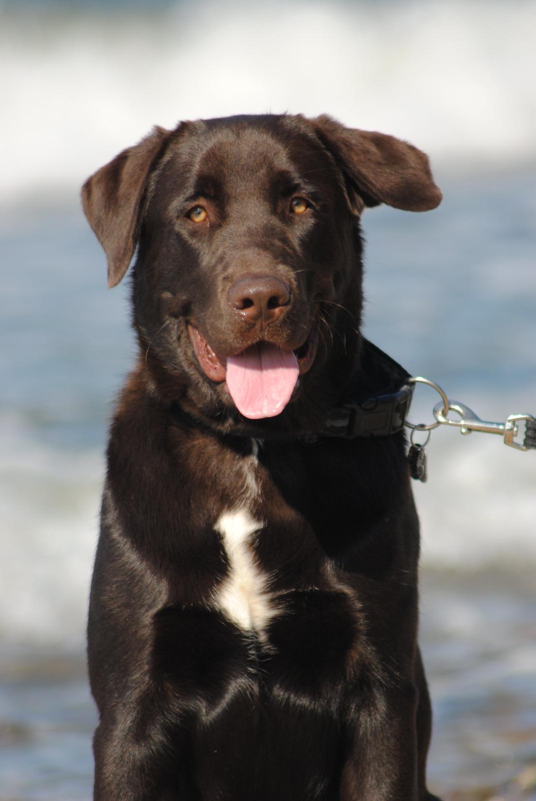 Blanding af racer Basse billede 7