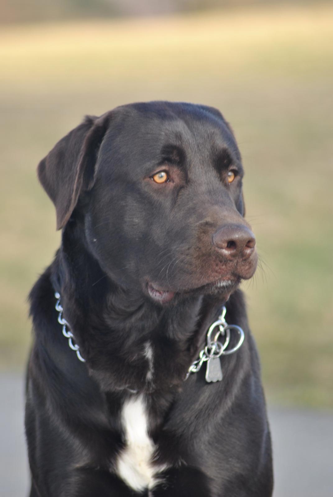 Blanding af racer Basse billede 8