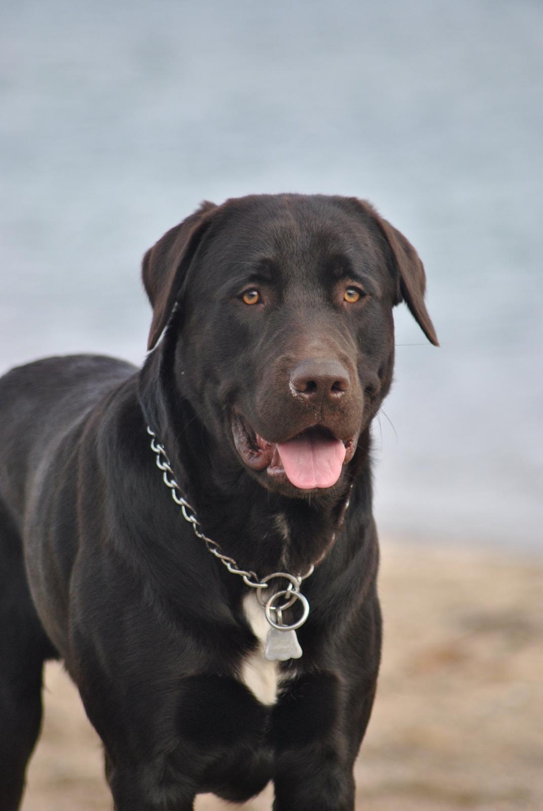 Blanding af racer Basse billede 9