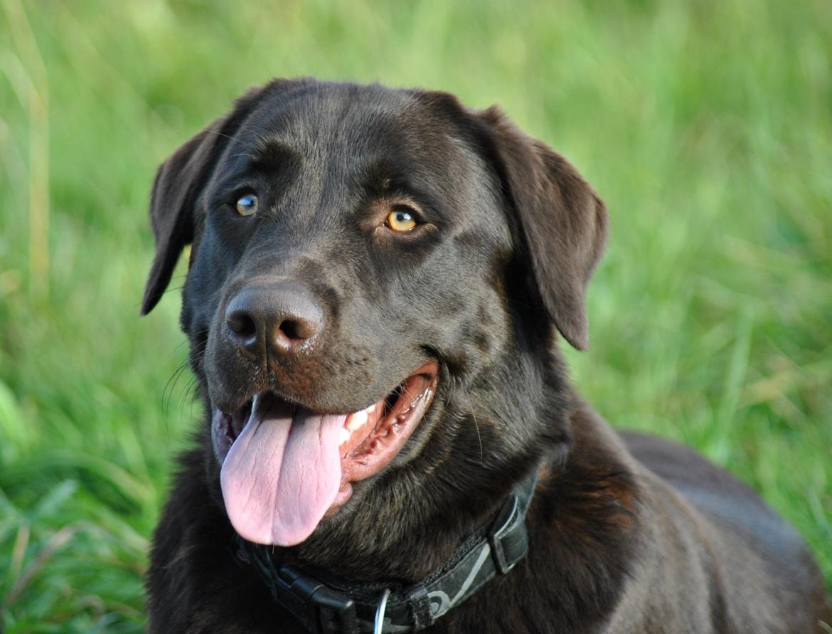 Blanding af racer Basse - Velkommen til Basse's profil :) billede 1