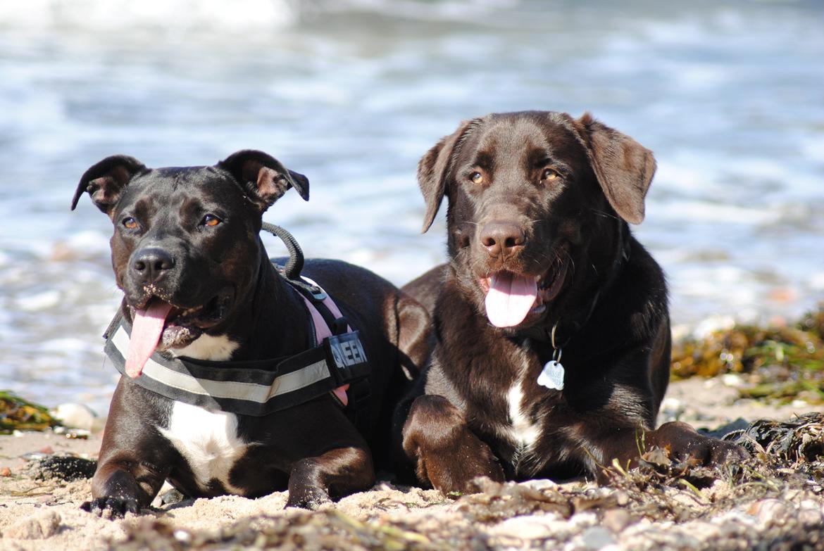 Blanding af racer Basse billede 6