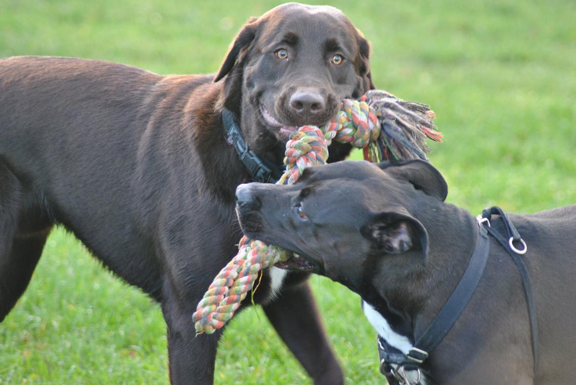 Blanding af racer Basse billede 12